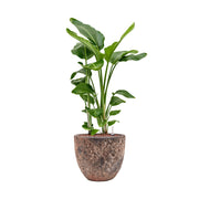 BAQ Lava Couple Pink kaspó alokáziával – dekoratív hatás