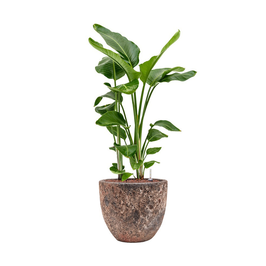 BAQ Lava Couple Pink kaspó alokáziával – dekoratív hatás