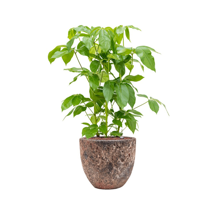 BAQ Lava kaspó világos levelekkel – modern zöldnövényes összeállítás