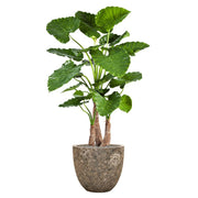 BAQ Lava kaspó zöld trópusi növénnyel – rozsdás fémes kontraszt