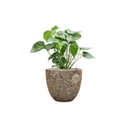 BAQ Lava kaspó szobai monstera növénnyel – modern és természetes kombináció