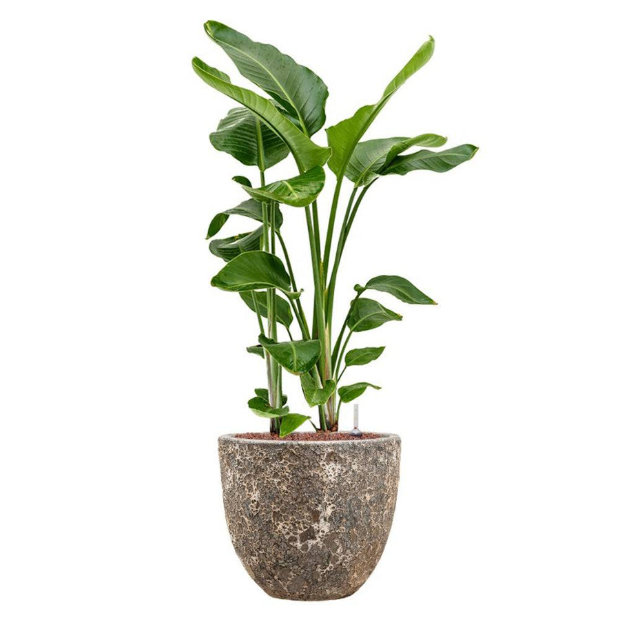 BAQ Lava Couple kaspó nagy levelű banánnövénnyel – fémes és friss hangulat