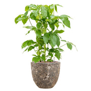 BAQ Lava Couple Rust Metal kaspó világoszöld, indás növénnyel