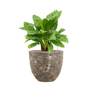 BAQ Lava kaspó csíkos levelű növénnyel – különleges, rozsdás tónusú kerámiában