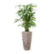 BAQ Lava kaspó belső térben, magas levéldísznövénnyel, modern dekoráció részeként.