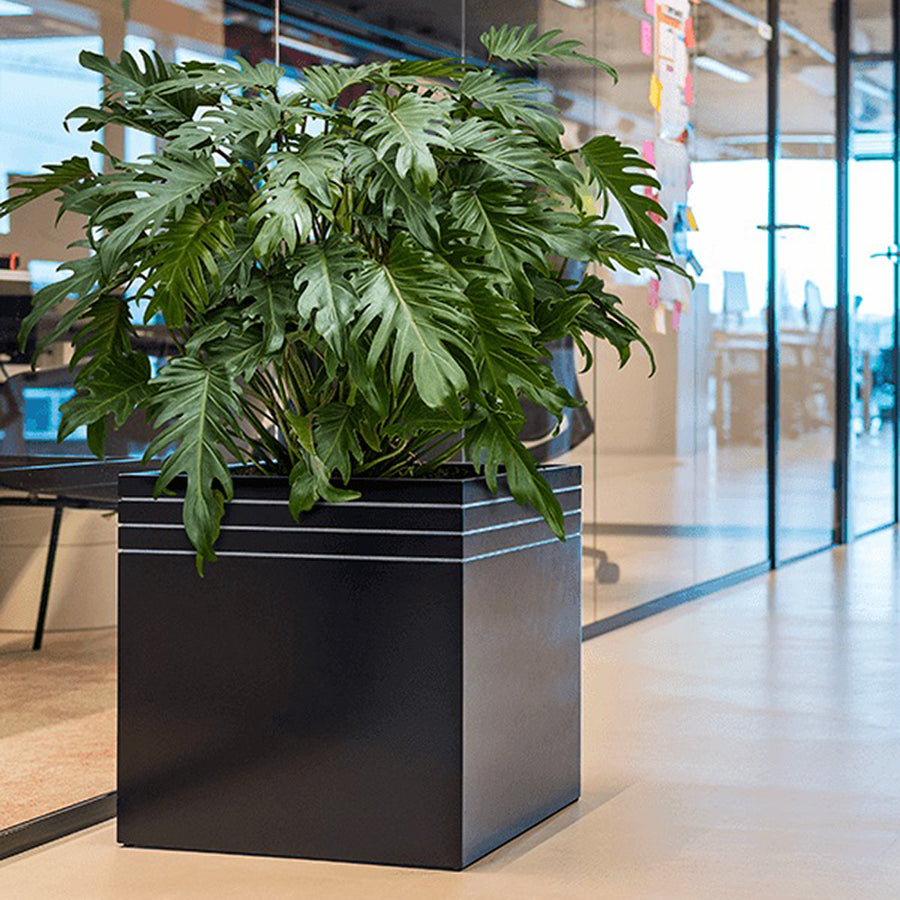 Matt fekete BAQ Line-Up Cube kaspó nagy, dús levelű szobanövénnyel, modern irodai környezetben, üvegfal mellett elhelyezve.