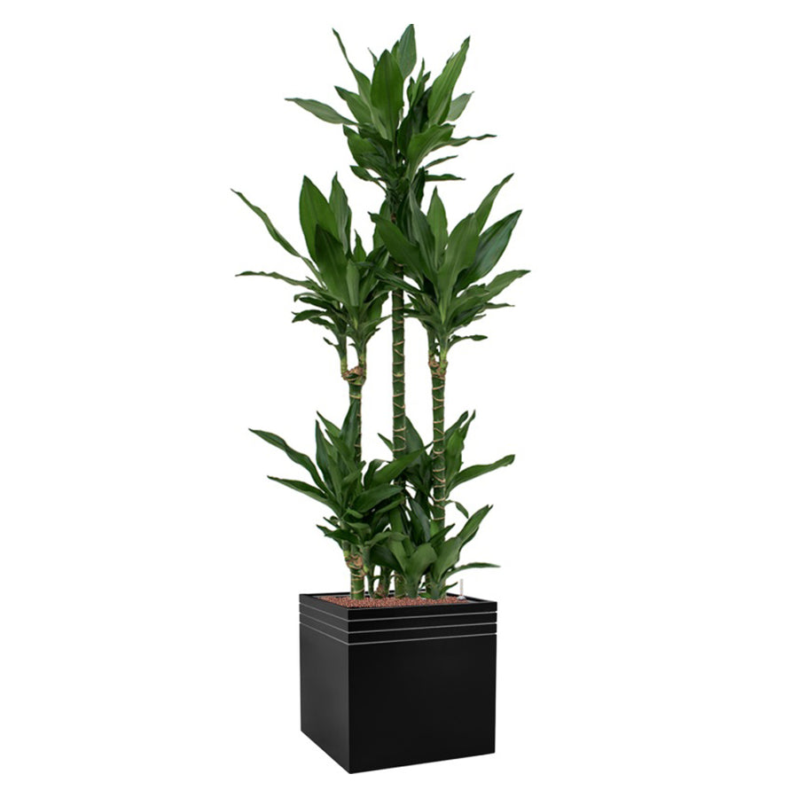 Matt fekete Line-Up kaspó magas szobanövénnyel, fehér háttér előtt
