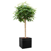 BAQ Line-Up kocka kaspó lombos díszfával, letisztult stúdiófotón