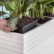 Közelkép a BAQ Line-Up kaspó belső ültetőkaspójának behelyezéséről növénnyel