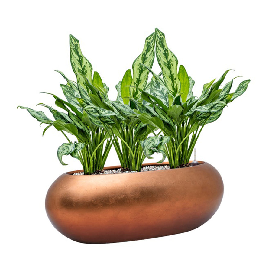 BAQ Metallic Boat Matt Copper kaspó – rézszínű dizájn kaspó zöld szobanövényekkel beültetve, modern enteriőrbe ajánlva