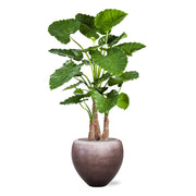 Impozáns Alocasia növény egy 60 cm-es BAQ Metallic Couple kaspóban, mely kiemeli a növény természetes szépségét.