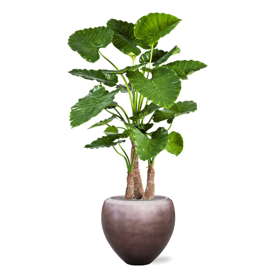 Impozáns Alocasia növény egy 60 cm-es BAQ Metallic Couple kaspóban, mely kiemeli a növény természetes szépségét.