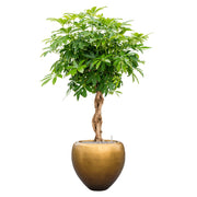 Matt arany kaspóba ültetett, fonott törzsű Schefflera növény fehér háttéren