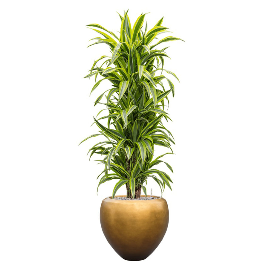 Dús, csíkos levelű dracéna díszíti az elegáns matt arany kaspót