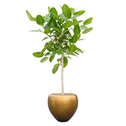 Világos törzsű zöld lombú fikusz fa BAQ kaspóban, stúdió háttérrel