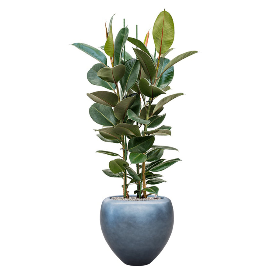 Fikusz elastica növény a BAQ Metallic Couple kaspóban, jeges kék kivitelben