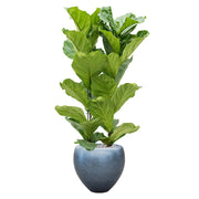 Dús levelű szobanövény BAQ Metallic Couple matt jeges kék kaspóban, elegáns megjelenés.