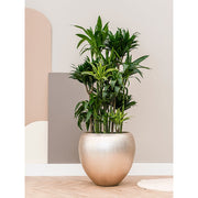 BAQ Metallic Couple Matt Light Champagne kaspó modern enteriőrben, dús zöld növénnyel kombinálva.