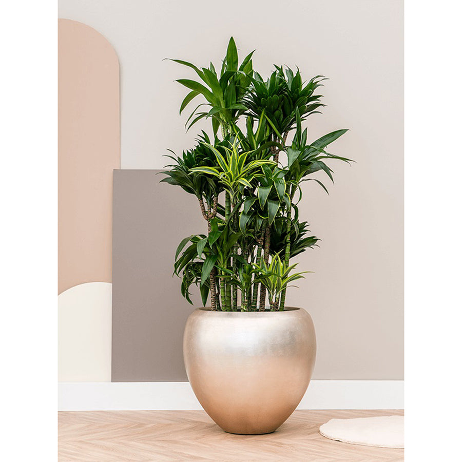 BAQ Metallic Couple Matt Light Champagne kaspó modern enteriőrben, dús zöld növénnyel kombinálva.