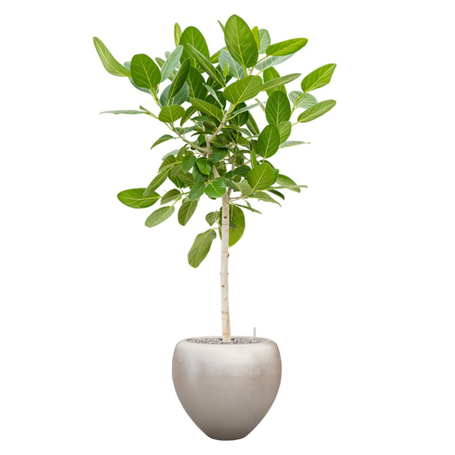 BAQ Metallic Couple Matt Light Champagne kaspó karcsú törzsű fával, természetes stílusban.