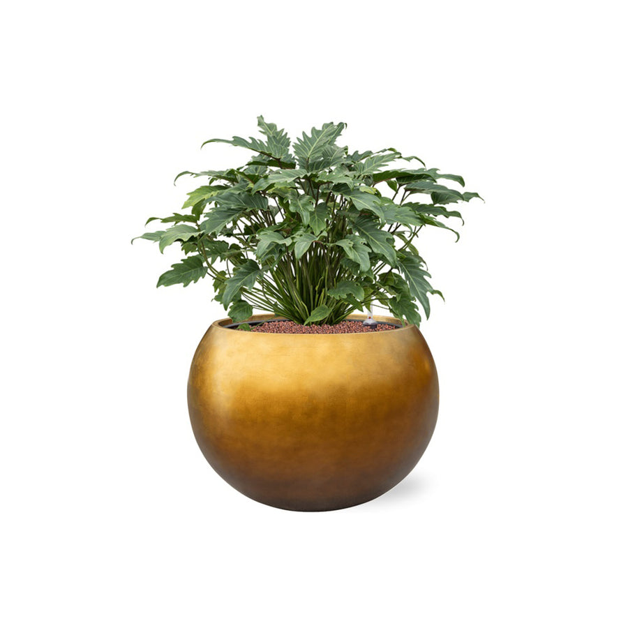 Dús lombú szobanövény arany színű gömb kaspóban, BAQ dizájn.