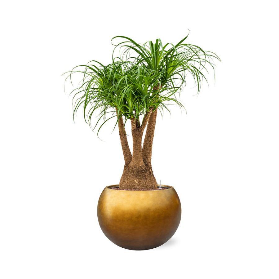 Karakteres levéldísznövény gömb formájú, arany színű BAQ kaspóban.