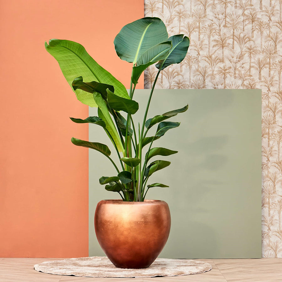 Matt réz színű BAQ METALLIC kompozit óriás kaspó nagyméretű dísznövénnyel, modern eklektikus enteriőrben, pasztell színű falakkal és dekoratív tapétával.