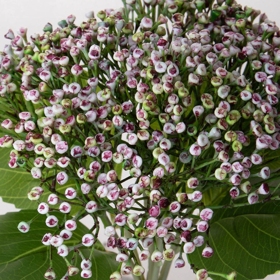 Lila színű bimbós mű hortenzia csokor.