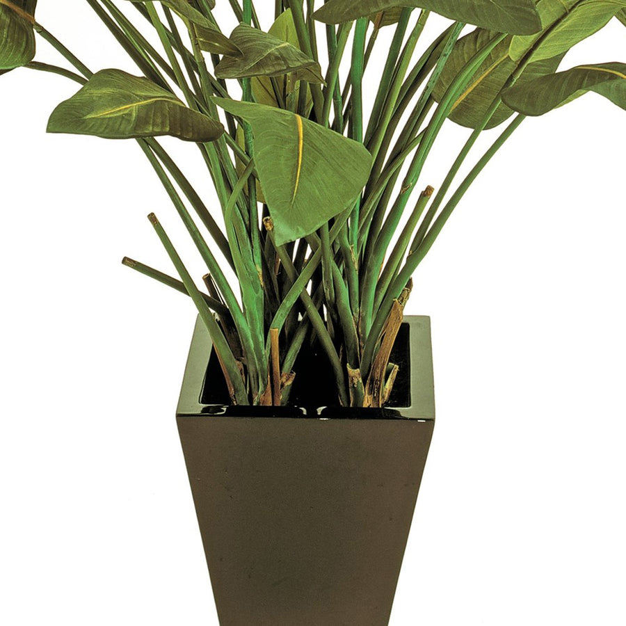 Az alsó rész közelről: fekete kaspó és sűrű szárak a Bird of Paradise mű strelitzián, természetes hatású kidolgozással.