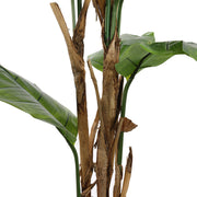 Virágzó mű strelitzia növény részletfotó, trópusi hangulattal.