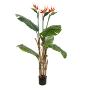 Bird of Paradise virágzó mű strelitzia 140 cm magas, három színes virággal.