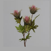 Fáradt pink színárnyalatú bogáncs művirág.