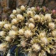 Krém színárnyalatú bogáncs művirág.