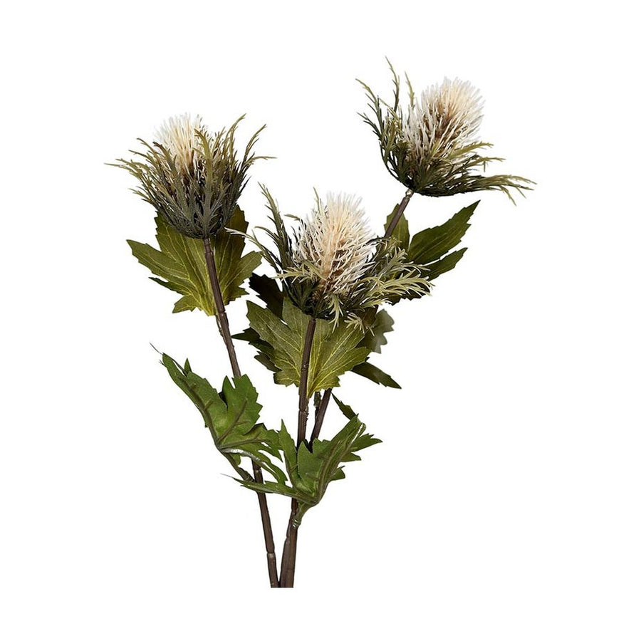 Krém színárnyalatú bogáncs művirág.