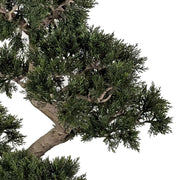 Természetes hatású mű cédrus bonsai fa részlet – realisztikus lombozat.