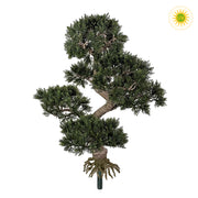 UV-álló mű cédrus bonsai fa betűzős kivitelben – 65 cm magas bonsai dekoráció.