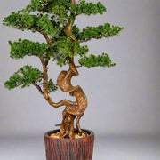 Mű vörösfenyő bonsai fa, farönk szerű kaspóban.