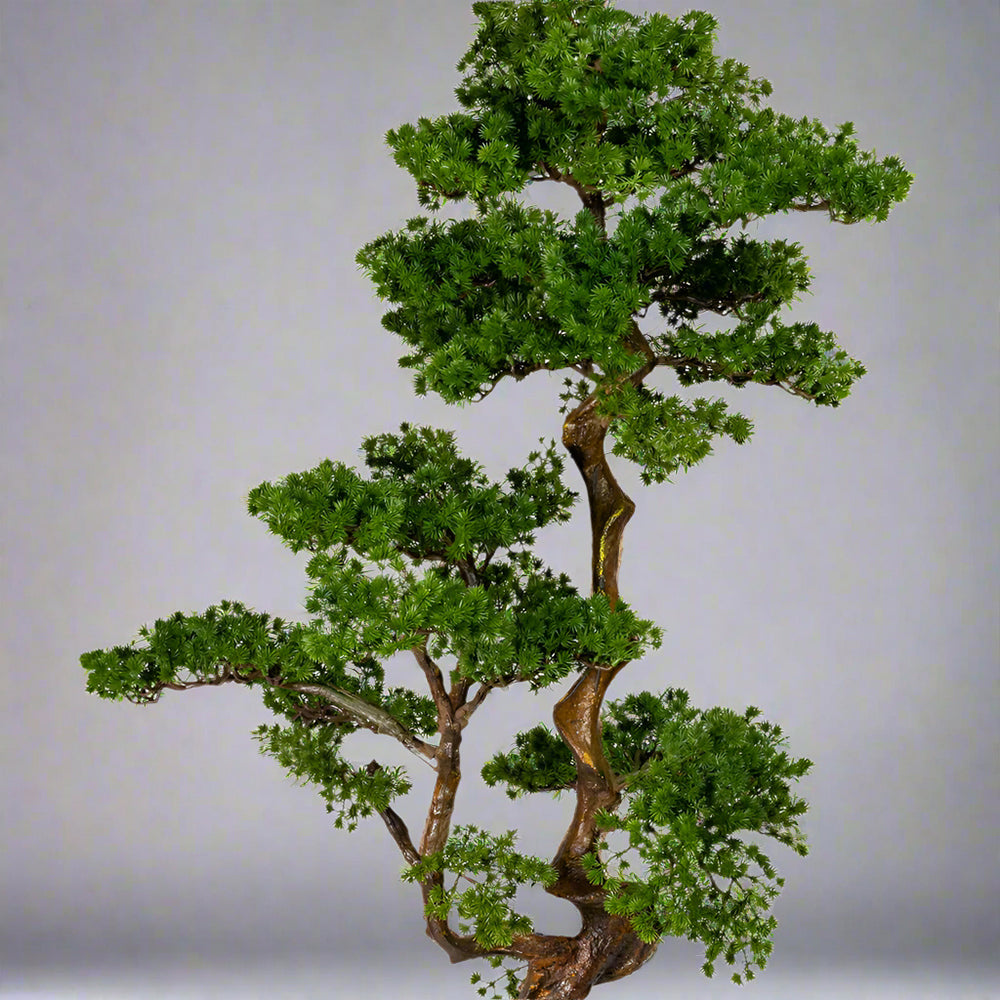 Mű vörösfenyő bonsai fa.