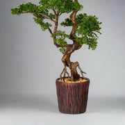 Mű vörösfenyő bonsai fa.