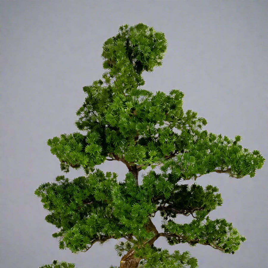 Mű vörösfenyő bonsai fa.