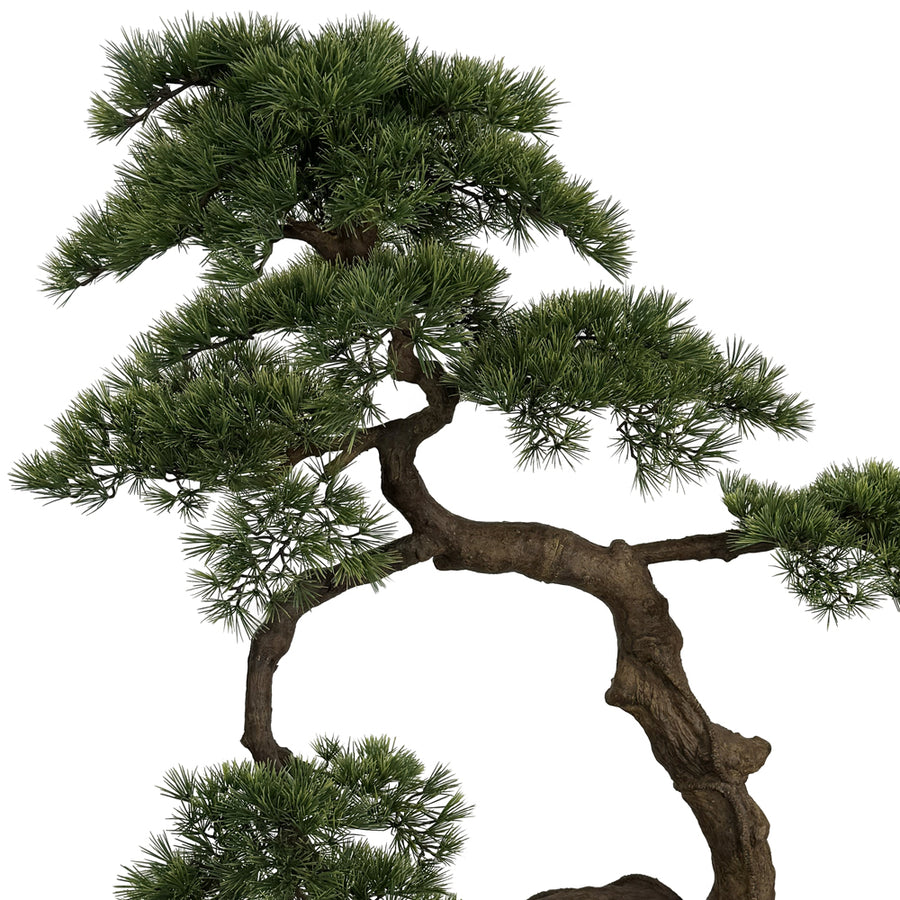 BONSAI mű fenyő bonsai fa részletgazdag lombkoronával és ívelt törzzsel