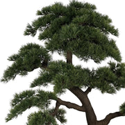 Óriás mű fenyő bonsai fa felső lombkoronája részletgazdag ágakkal és sűrű zöld tűlevelekkel
