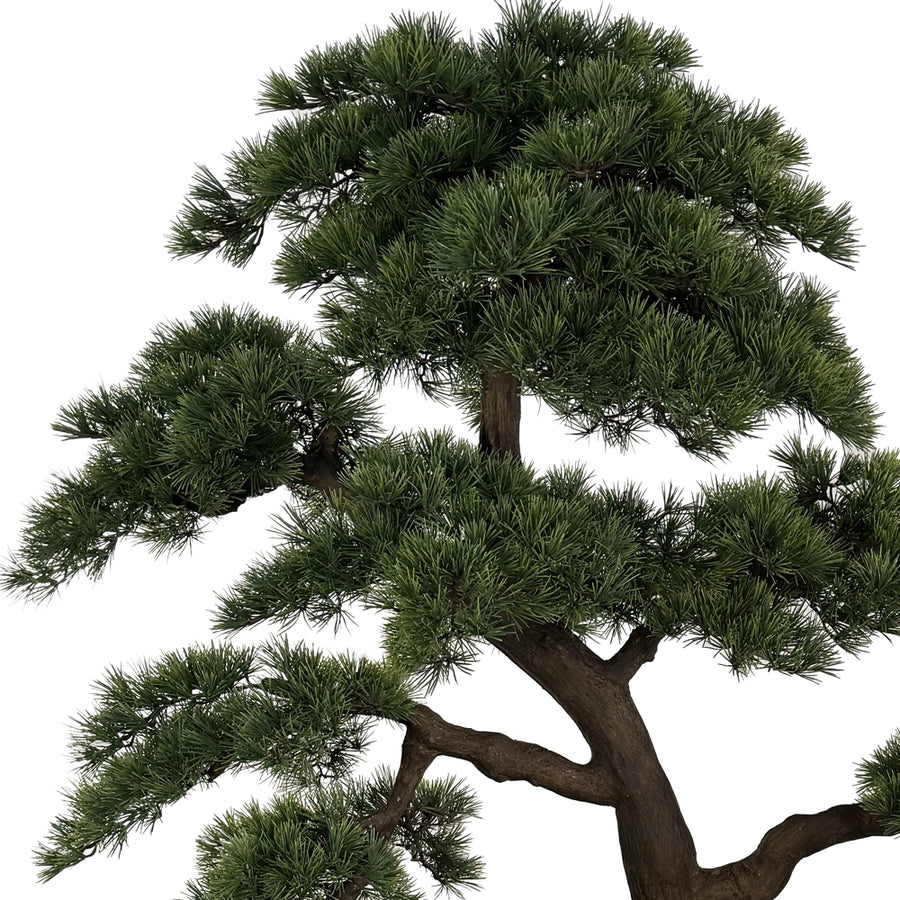 Óriás mű fenyő bonsai fa felső lombkoronája részletgazdag ágakkal és sűrű zöld tűlevelekkel
