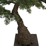 BONSAI mű fenyő bonsai fa törzsének és ágainak részletgazdag kidolgozása
