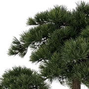 BONSAI óriási mű fenyő bonsai fa felső lombkoronájának részlete természetes hatású tűlevelekkel