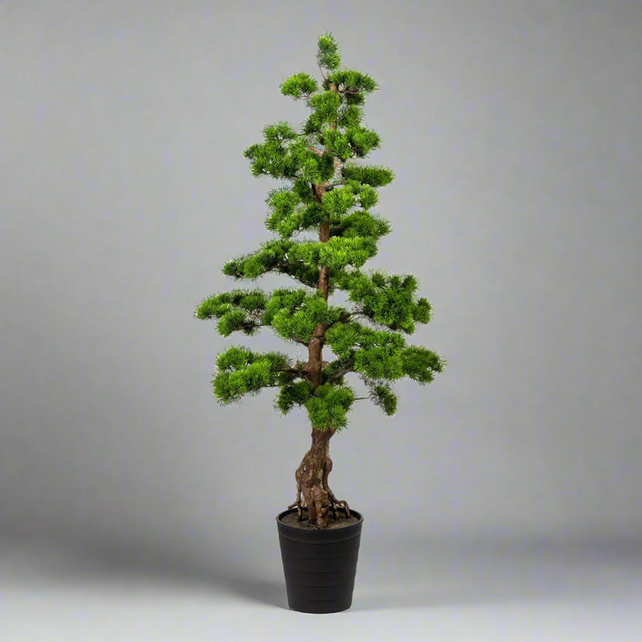 Zöld mű bonsai fenyő fekete kaspóban.