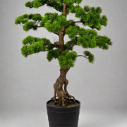 Zöld mű bonsai fenyő fekete kaspóban.