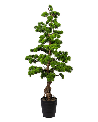 Zöld mű bonsai fenyő fekete kaspóban.