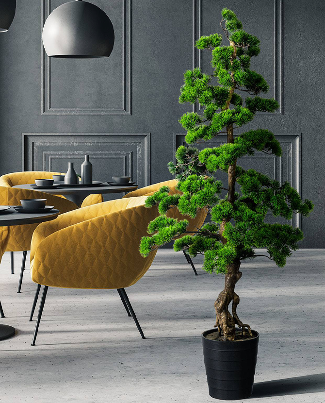 Zöld mű bonsai fenyő fekete kaspóban.
