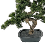 Mű bonsai fenyő ovális fekete kaspója. 